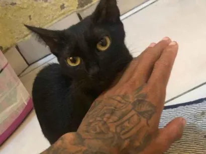 Gato raça Exótico idade 7 a 11 meses nome Mia