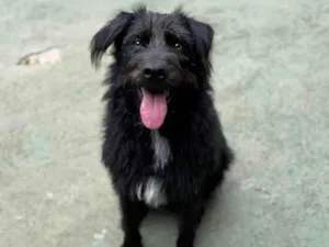 Cachorro raça SRD-ViraLata idade 2 anos nome Tutty