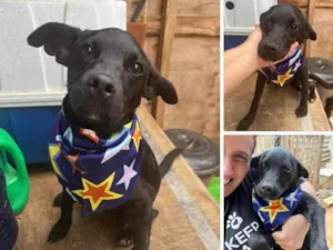 Cachorro raça SRD-ViraLata idade 1 ano nome Oreo 