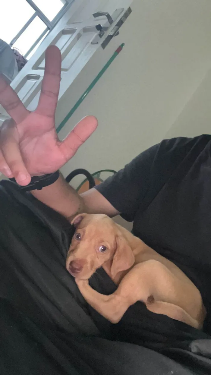 Cachorro ra a SRD-ViraLata idade 2 a 6 meses nome Maya e Batman