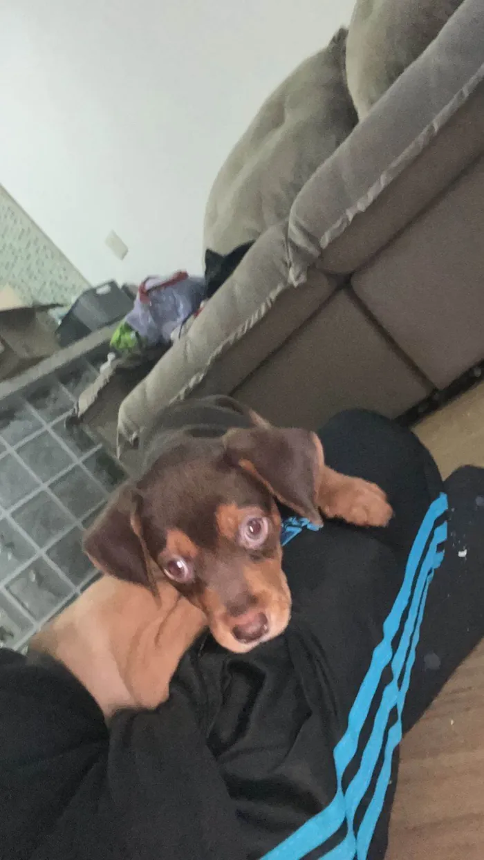 Cachorro ra a SRD-ViraLata idade 2 a 6 meses nome Maya e Batman