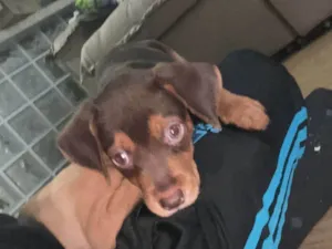 Cachorro raça SRD-ViraLata idade 2 a 6 meses nome Maya e Batman