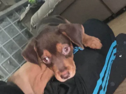 Cachorro raça SRD-ViraLata idade 2 a 6 meses nome Maya e Batman