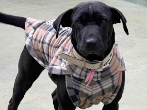 Cachorro raça SRD-ViraLata idade 5 anos nome Hanna 