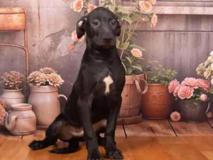 Cachorro raça SRD-ViraLata idade 2 a 6 meses nome Bento 