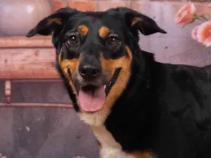 Cachorro raça SRD-ViraLata idade 2 anos nome Kyara 