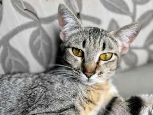 Gato raça SRD-ViraLata idade 1 ano nome Sophie 