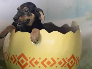 Cachorro raça SRD-ViraLata idade 2 a 6 meses nome Tom