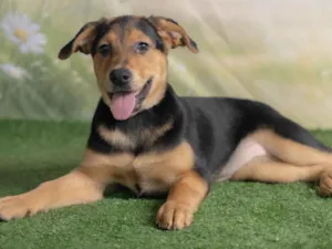 Cachorro raça SRD-ViraLata idade 2 a 6 meses nome Victoria 