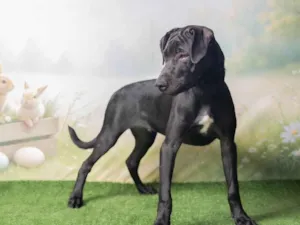 Cachorro raça SRD-ViraLata idade 2 a 6 meses nome Bento 
