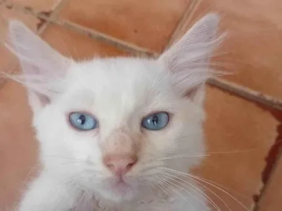 Gato raça SRD-ViraLata idade 2 a 6 meses nome Toby