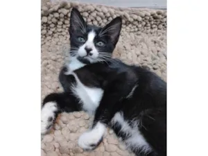Gato raça SRD-ViraLata idade 2 a 6 meses nome Pink
