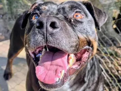 Cachorro raça Pit-Bull idade 3 anos nome IRON
