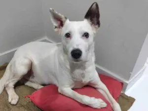 Cachorro raça SRD-ViraLata idade 7 a 11 meses nome Porte M Urgente
