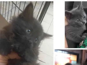 Gato raça SRD-ViraLata idade 2 a 6 meses nome Aiko e Yumi