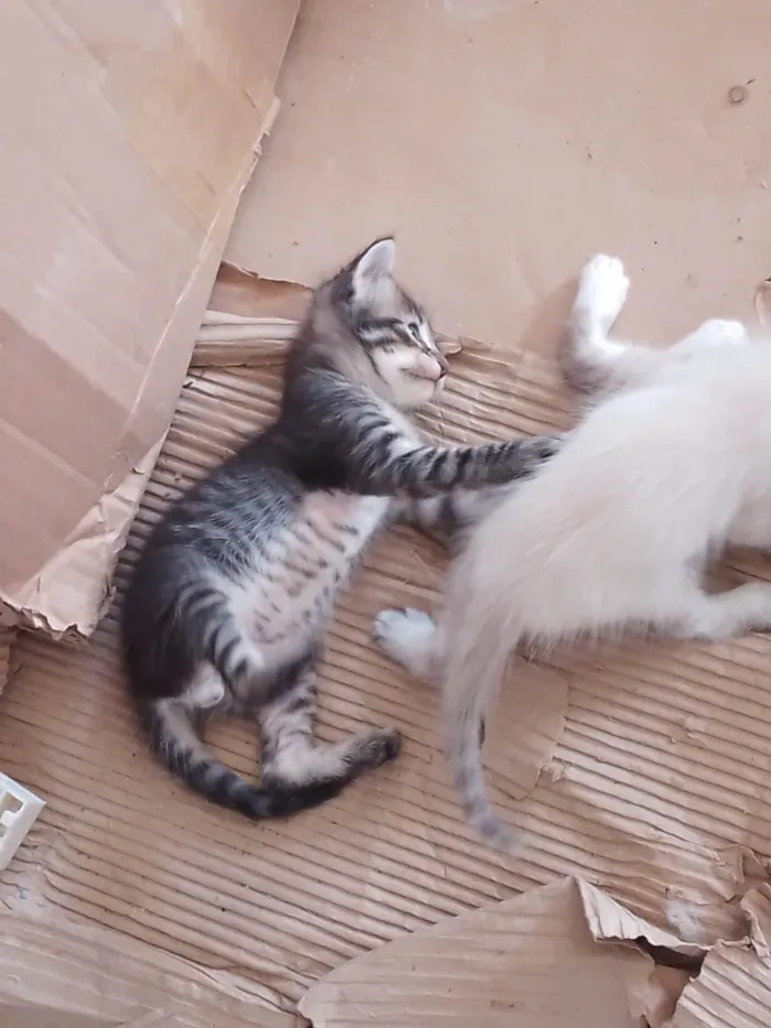 Gato ra a SRD-ViraLata idade 2 a 6 meses nome Gatinho rajado