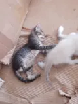 Gatinho rajado