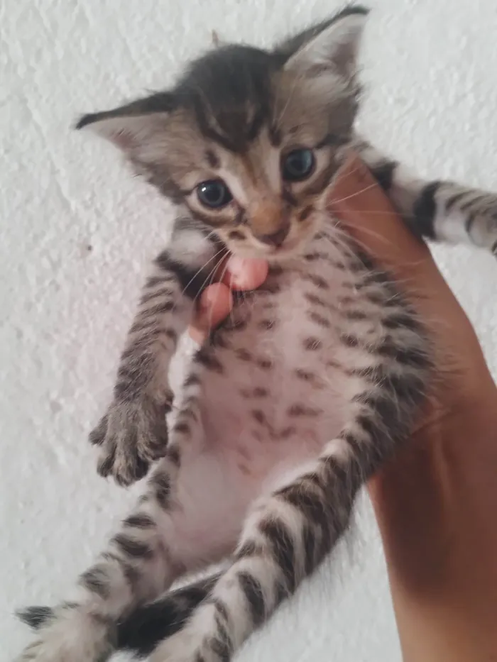 Gato ra a SRD-ViraLata idade 2 a 6 meses nome Gatinho rajado