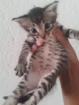 Gatinho rajado