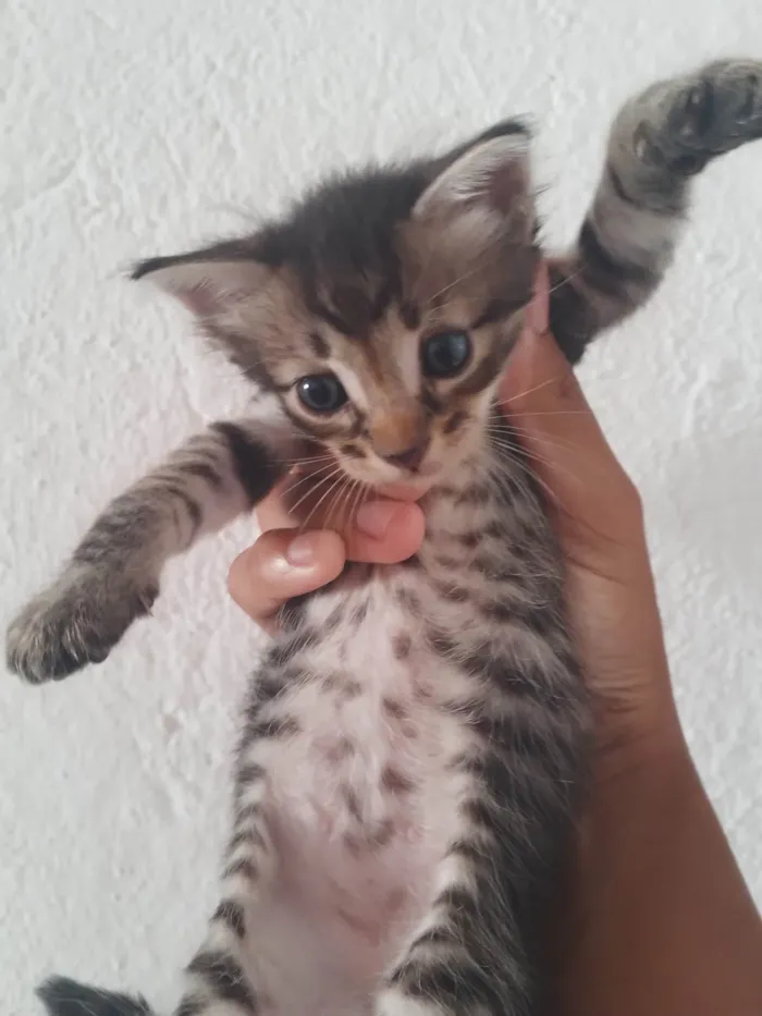Gato ra a SRD-ViraLata idade 2 a 6 meses nome Gatinho rajado