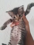 Gatinho rajado
