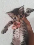 Gatinho rajado