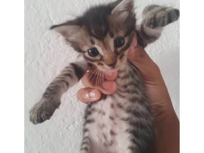 Gato ra a SRD-ViraLata idade 2 a 6 meses nome Gatinho rajado