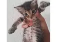 Gatinho rajado