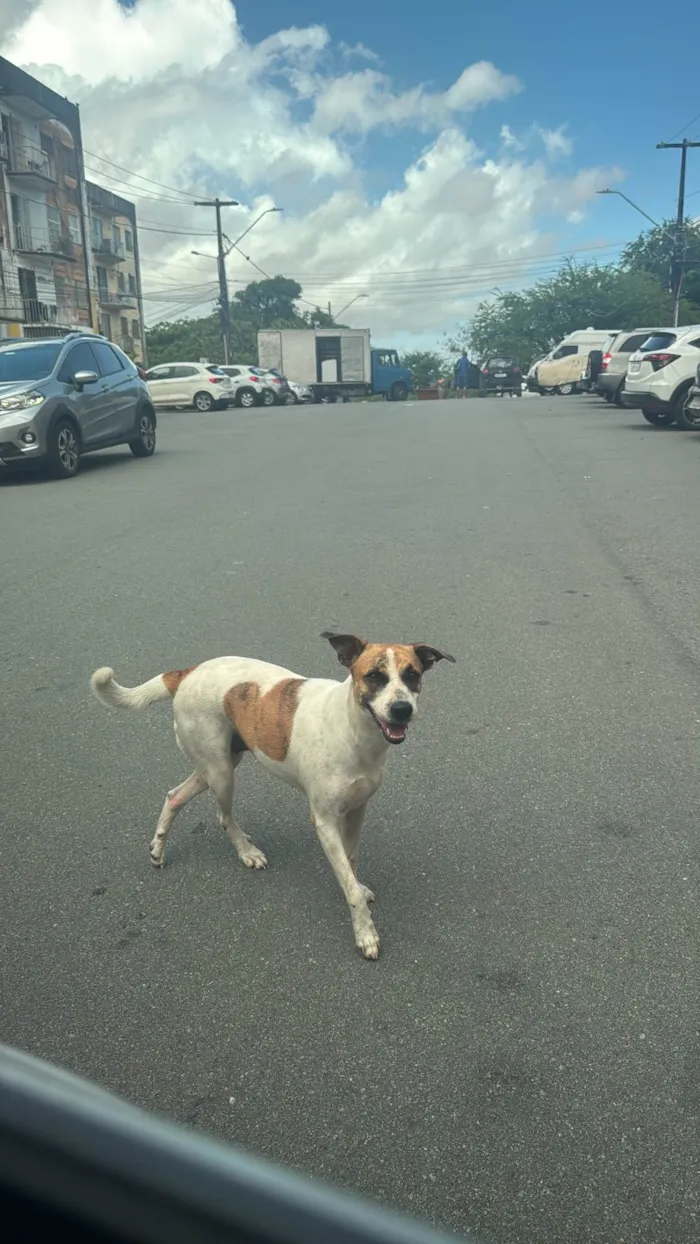 Cachorro ra a SRD-ViraLata idade 2 anos nome Sol