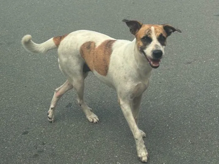 Cachorro ra a SRD-ViraLata idade 2 anos nome Sol