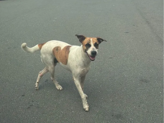 Cachorro ra a SRD-ViraLata idade 2 anos nome Sol
