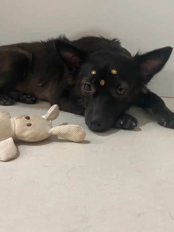 Cachorro ra a SRD-ViraLata idade 2 anos nome Meg