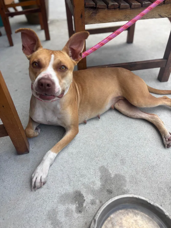 Cachorro ra a Pit-Bull idade 1 ano nome Mel 