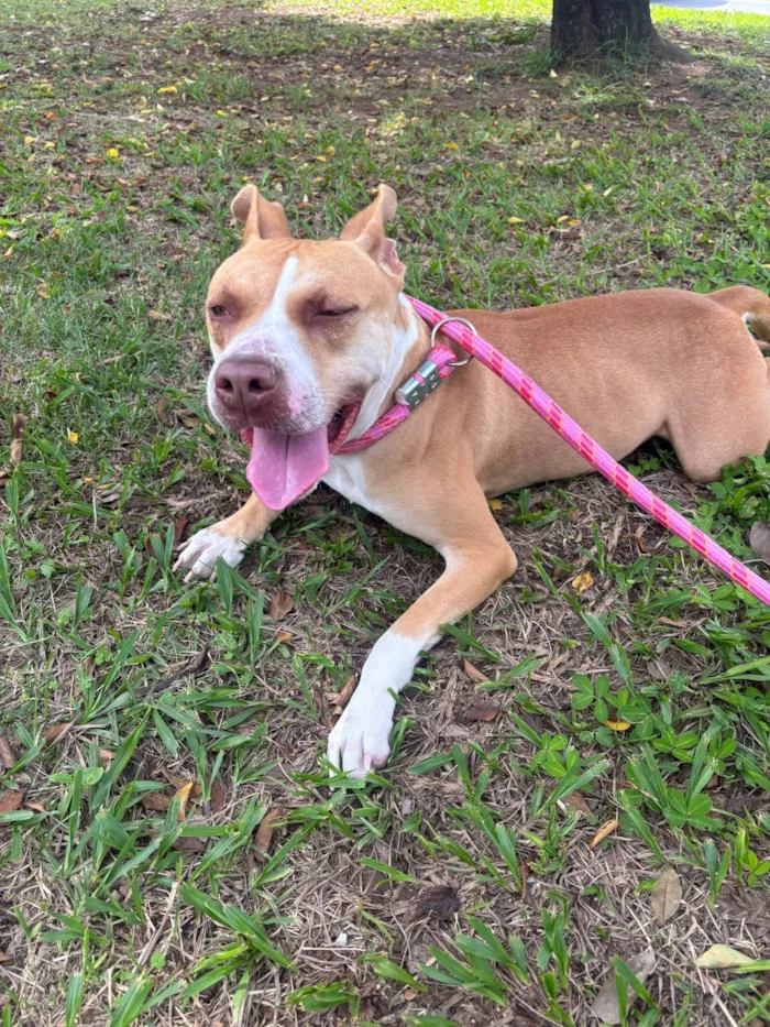 Cachorro ra a Pit-Bull idade 1 ano nome Mel 