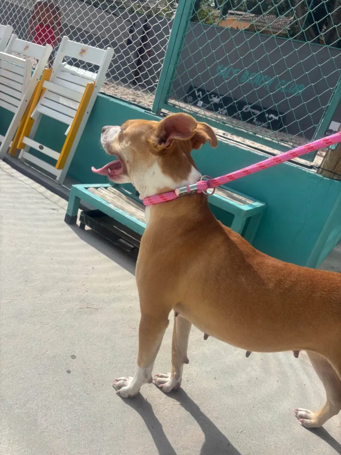 Cachorro ra a Pit-Bull idade 1 ano nome Mel 