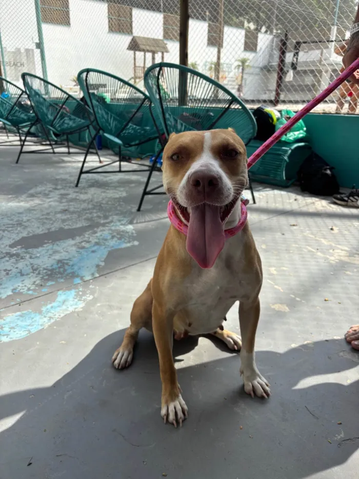 Cachorro ra a Pit-Bull idade 1 ano nome Mel 