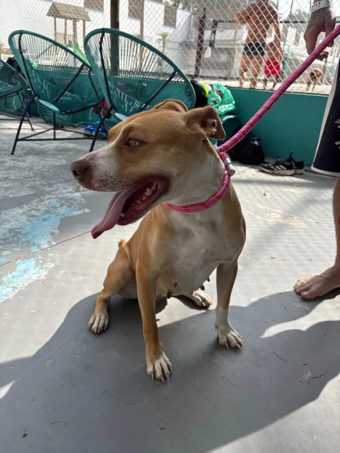Cachorro ra a Pit-Bull idade 1 ano nome Mel 