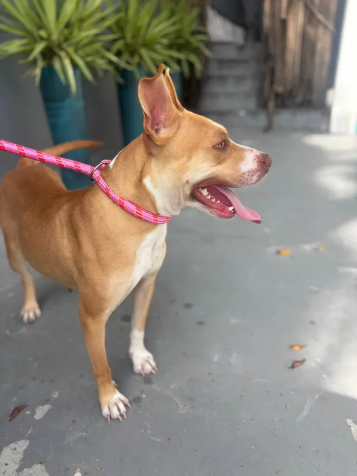 Cachorro ra a Pit-Bull idade 1 ano nome Mel 