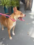 Mel