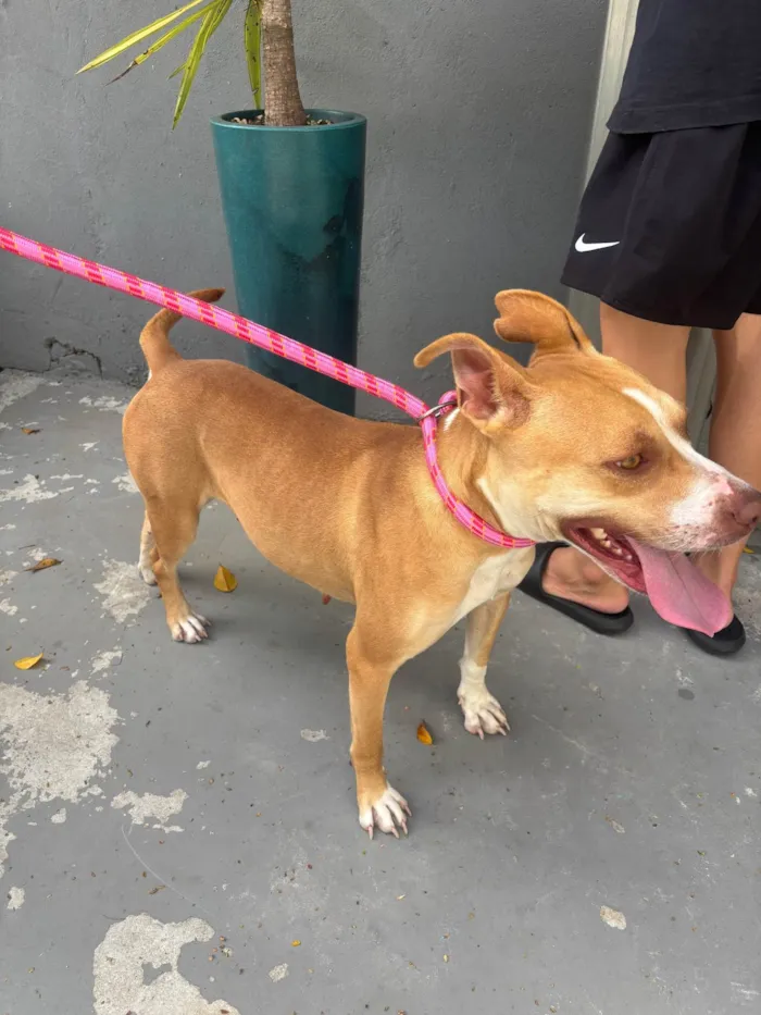 Cachorro ra a Pit-Bull idade 1 ano nome Mel 