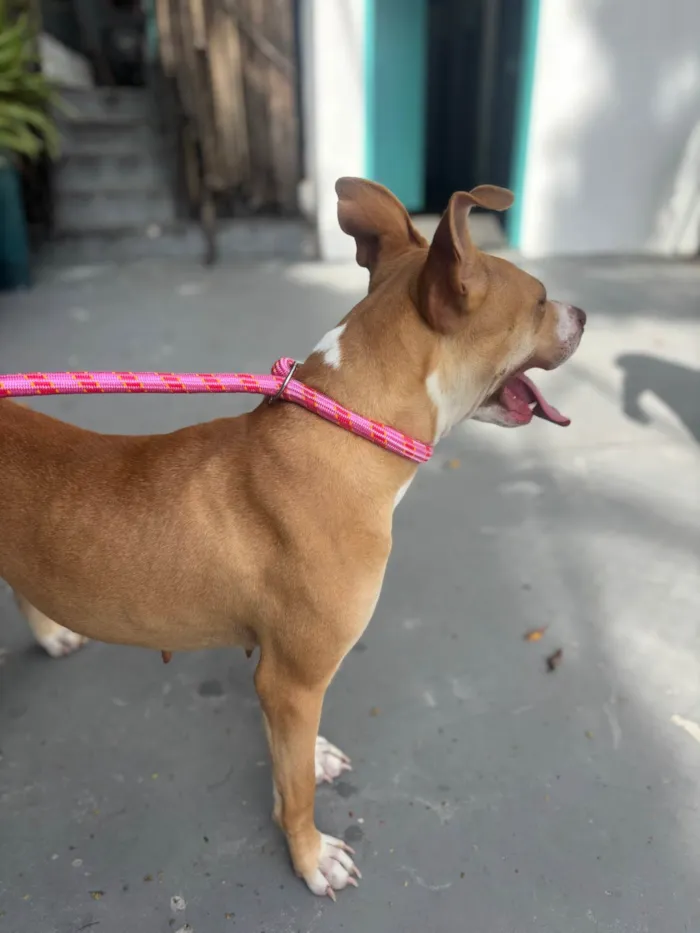 Cachorro ra a Pit-Bull idade 1 ano nome Mel 