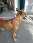 Mel