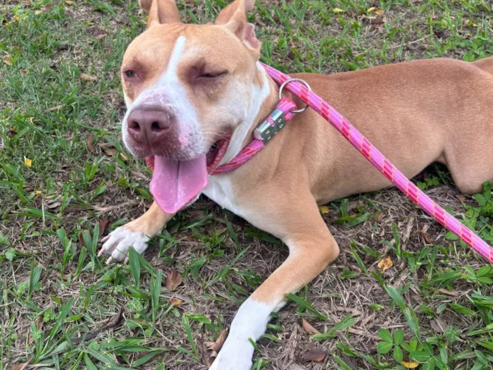 Cachorro ra a Pit-Bull idade 1 ano nome Mel 