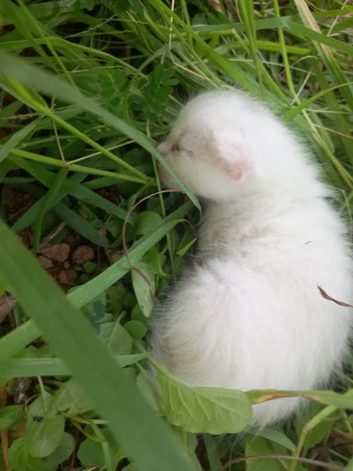 Gato ra a SRD-ViraLata idade Abaixo de 2 meses nome sem nome