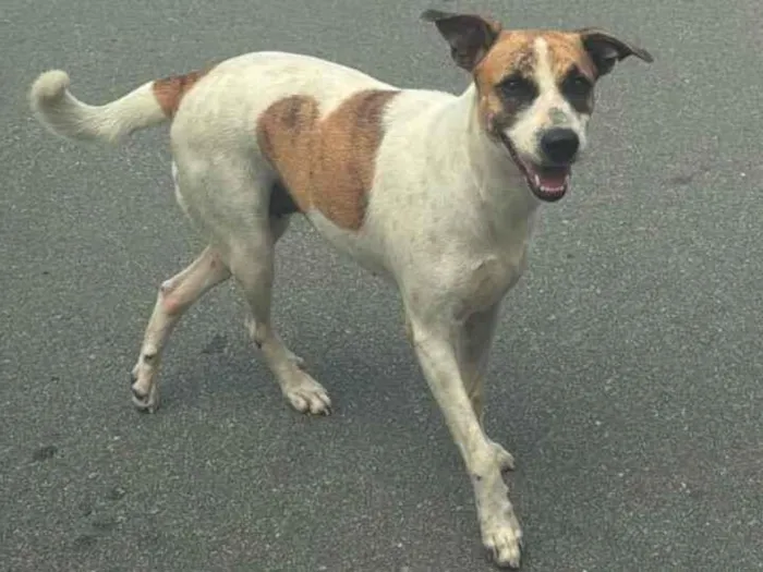 Cachorro ra a SRD-ViraLata idade 2 anos nome Sol