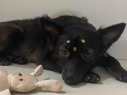 Cachorro raça SRD-ViraLata idade 2 anos nome Meg