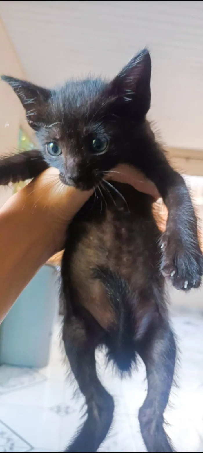 Gato ra a SRD-ViraLata idade Abaixo de 2 meses nome sally