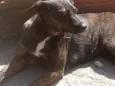 Pita/bebê 