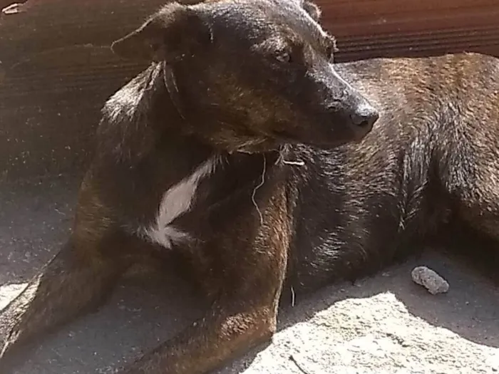 Cachorro ra a SRD-ViraLata idade 1 ano nome Pita/bebê 