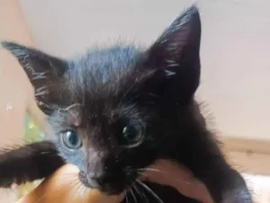 Gato raça SRD-ViraLata idade Abaixo de 2 meses nome sally